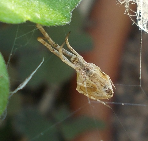 Uloborus walckenaerius - Benevento (BN)